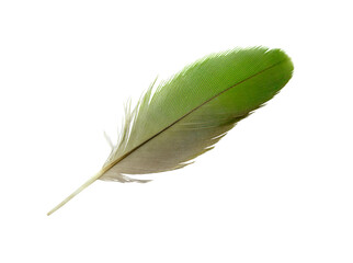 beautiful macaw parrot feather bird isolated on white background