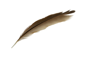 Beautiful eagle feather isolated on white background