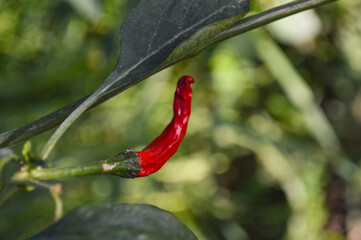 Wall Mural - red chili peppers plant close up nature, organic vegetable in garden