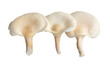 Oyster, Phoenix Mushroom isolated on white background  with clipping path