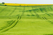 Green spring field with white space over horizon. Background texture vivid colors.