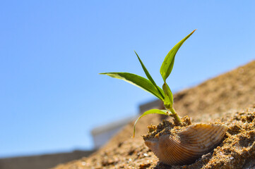 Canvas Print - Close up of plant in the sand natural background, seashell on a branch