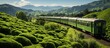 train between tea plantations in the highlands with blue clear sky
