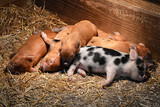 Fototapeta Sawanna - Sleeping Piglets in Straw: Cozy Barn Naptime on the Farm