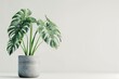 Monstera deliciosa, a large-leaved house plant, in a gray pot against a white background.
