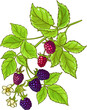 Boysenberry Branch with Flowers and Berries  Colored Detailed Illustration