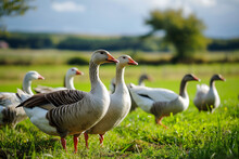A Group Of Geese Graze In A Meadow.