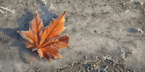 Canvas Print - A frost-covered maple leaf lying on the frozen ground, showcasing the beauty of nature in winter