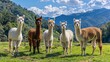 Alpacas grazing peacefully on lush green grass in a picturesque mountain pasture
