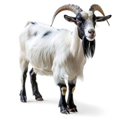 Wall Mural - Goat isolated on white background