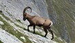 An Ibex Navigating Narrow Mountain Paths With Conf
