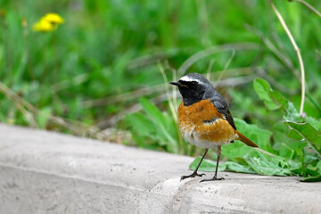 Canvas Print - Gartenrotschwanz // Common redstart (Phoenicurus phoenicurus)