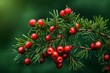 Yew, ripe red berries on a branch, green background. 