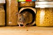 brown mouse peeking from a hole near pantry items