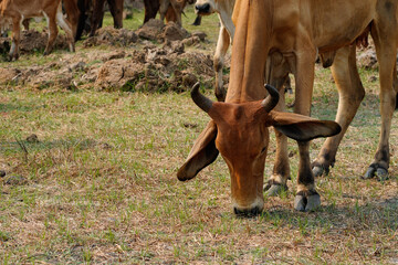 Cow in the green grass