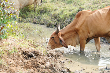 Cow in the green grass