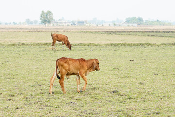 Cow in the green grass