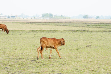 Cow in the green grass