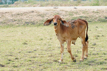 Cow in the green grass