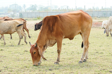 Cow in the green grass