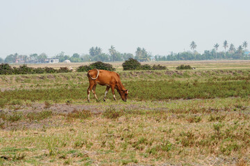 Cow in the green grass