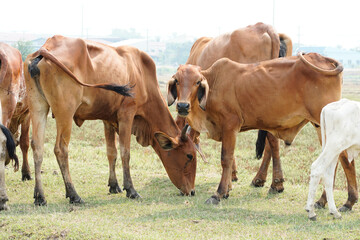 Cow in the green grass