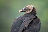 Fototapeta Do akwarium - The black vulture (Coragyps atratus), Panama wildlife, scavenger