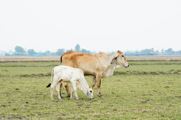 Cow in the green grass