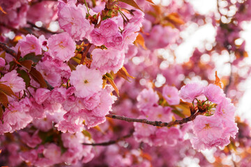 Wall Mural - cherry blossom on a sunny day in april. springtime wallpaper closeup