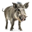 Wild Boar isolated on white background