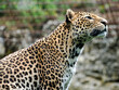 Portrait Javan leopard (Panthera pardus melas) seen from profile 