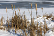 Last years cattails frozen in winter scene