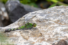 Female Eastern Pondhawk Dragonfly Resting