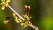 Knospen und Blüten im Frühling - Makrofotografie