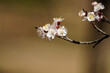 blossom in spring. Plum Blossoms 