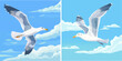 Atlantic seabird fly at sky
