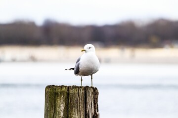 Closeup of a seagull perched on a wooden post