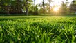 Close-up of green grass field with blurry trees and bright sun in the background