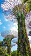 SuperTree Groove In Gardens By The Bay, Singapore