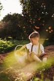 Fototapeta Zachód słońca - Toddler boy in vintage outfit with oranges in an orange grove