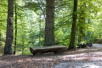 Rest bench in a forest