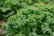Fresh Curly Kale in a Lush Green Field: Agriculture and Sustainable Farming of Brassica Oleracea Leafy Vegetable