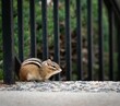 Eastern chipmunk (Tamias striatus) in font of a fence