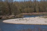 Fototapeta  - Meandry rzeki Wisły na Mazowszu, piaszczysty brzeg, w tle drzewa, spokojna sceneria
