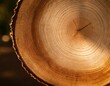A detailed view of a maple tree cross-section, where the rings might almost seem to ooze the sweet syrup the tree is famous for, with warm tones that invite cozy feelings.