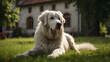 Hungarian Guardian, A Kuvasz Dog in Hungarian Estates. generative ai