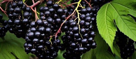 Wall Mural - A cluster of ripe black grapes dangle from a vine adorned with vibrant green leaves, showcasing the beauty of this fruitbearing terrestrial plant