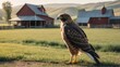 A hawk standing on a farm background with farmhouse ranch from Generative AI