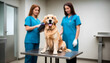  young veterinarians working in veterinary clinic, using tablet computer and discussing the health of golden retriever pet