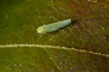 Wall Mural - green insect Empoasca vitis on a leaf